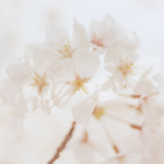 white floral bouquet - true freedom - Marva Smith